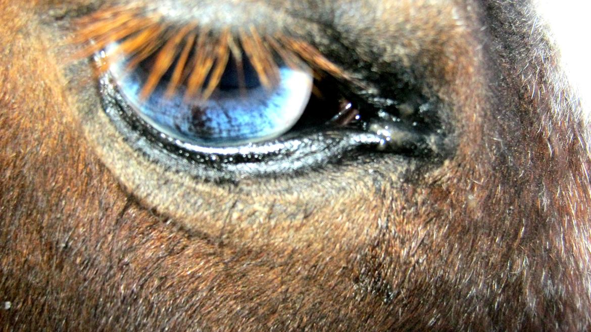 Miniature Pepsi billede 6