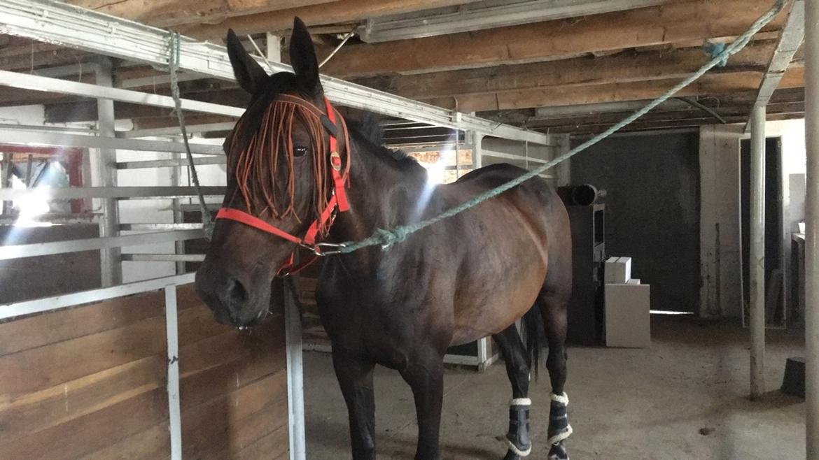 Traver Grace Danita billede 15