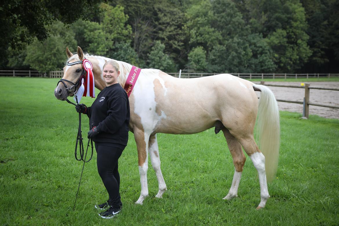 Pinto Araber Painted dreamcatcher billede 15