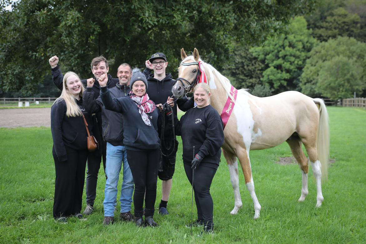 Pinto Araber Painted dreamcatcher billede 17