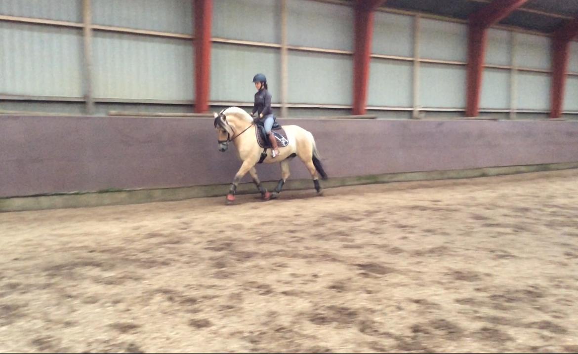 Fjordhest Åskar fjordlyst - 03-09-18 føreste gang jeg prøvede ham billede 18