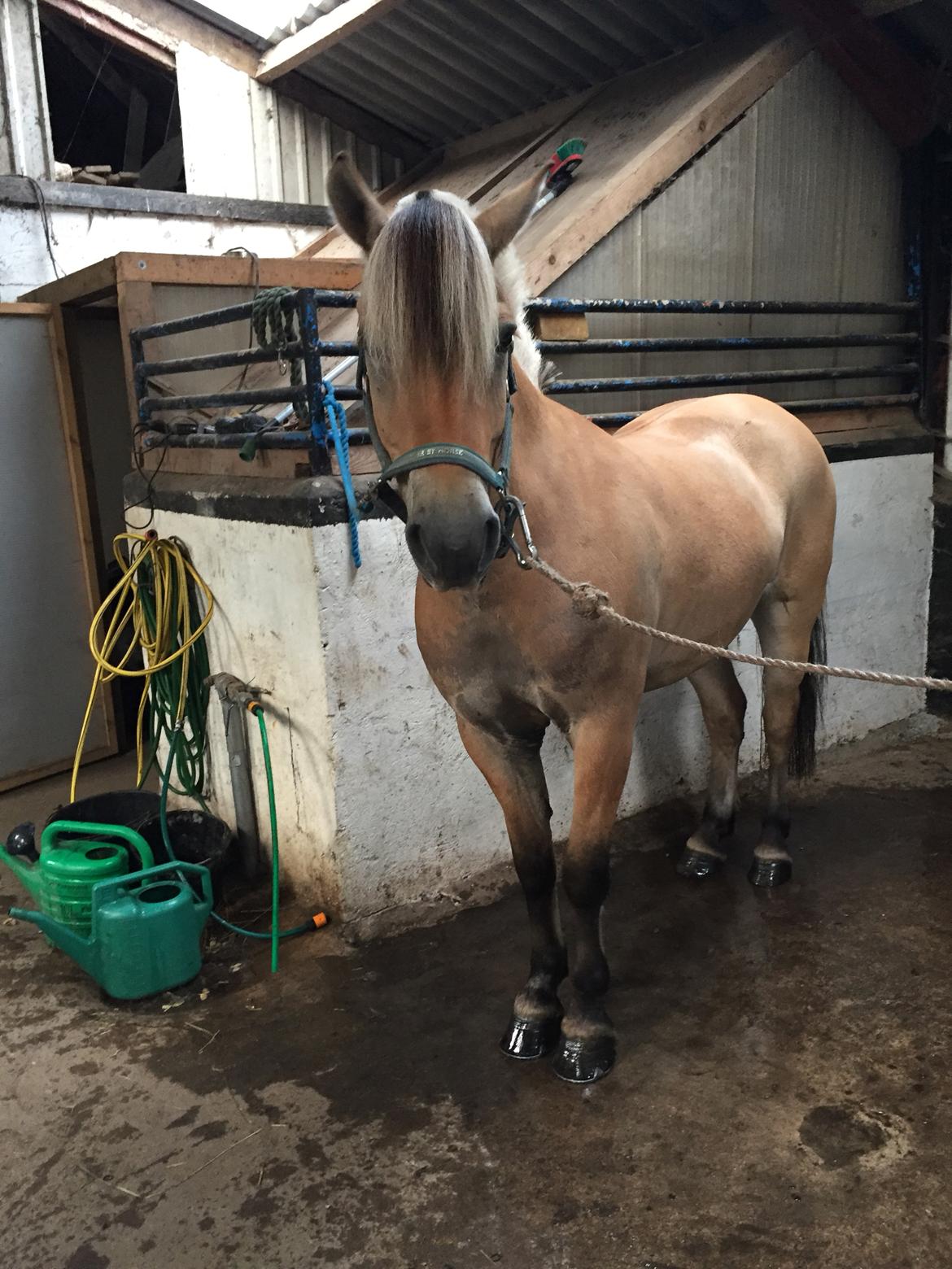 Fjordhest Åskar fjordlyst billede 13