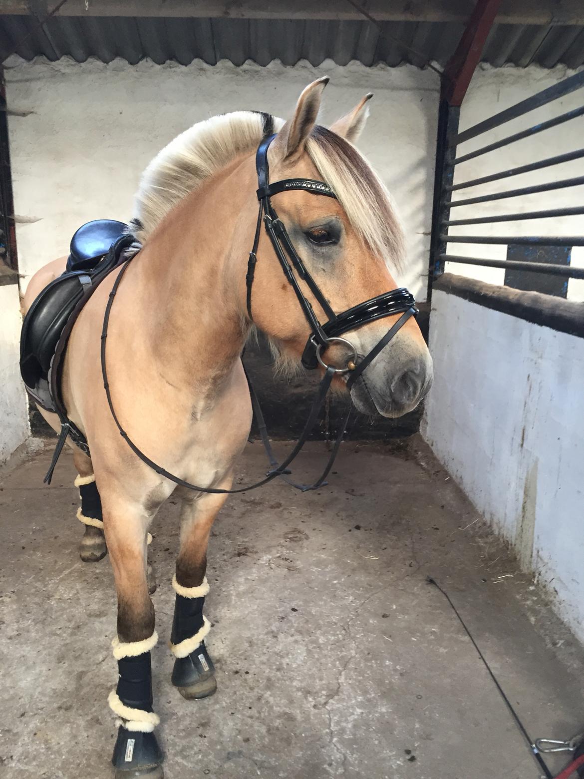 Fjordhest Åskar fjordlyst - Efter træning 09-09-18 billede 14