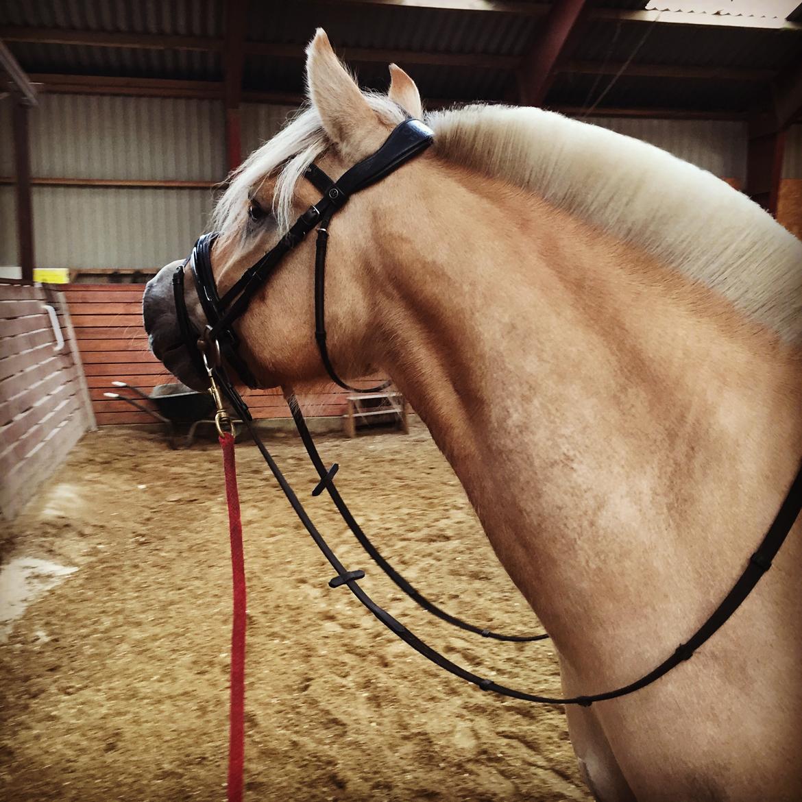 Fjordhest Åskar fjordlyst - Første gang i hallen billede 20