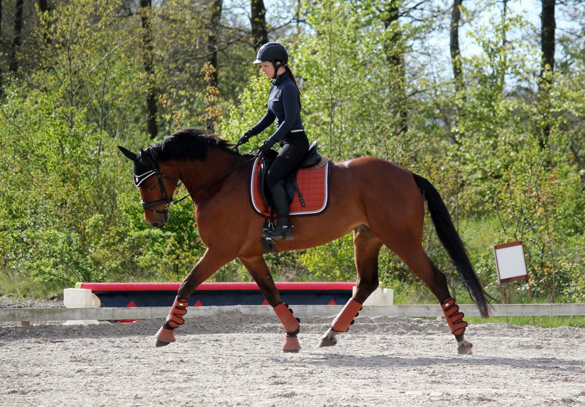 Dansk Varmblod Confine billede 1