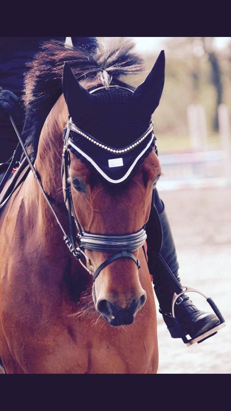 Dansk Varmblod Confine billede 3