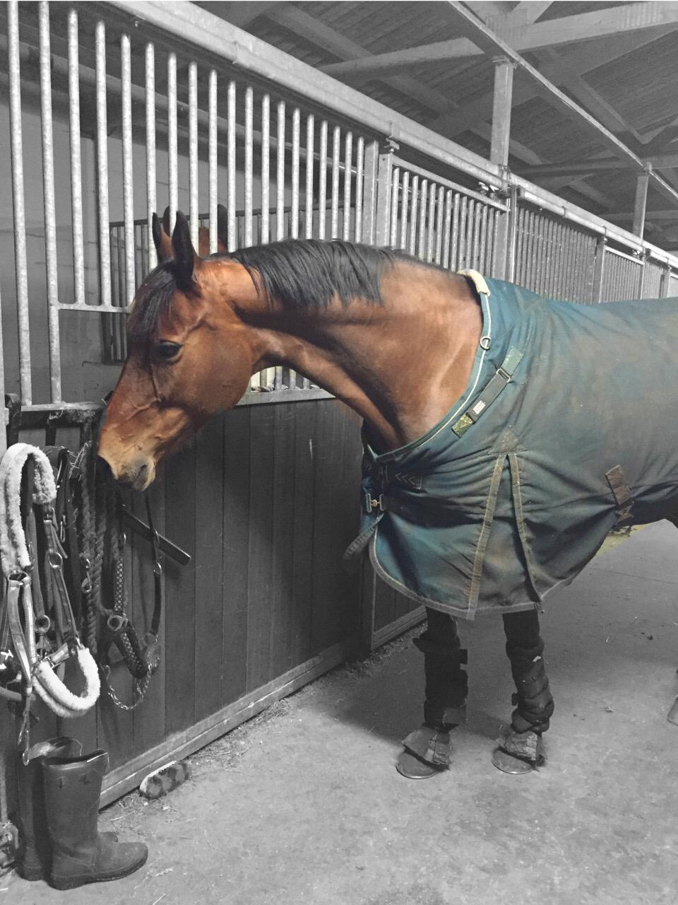 Dansk Varmblod Confine billede 4