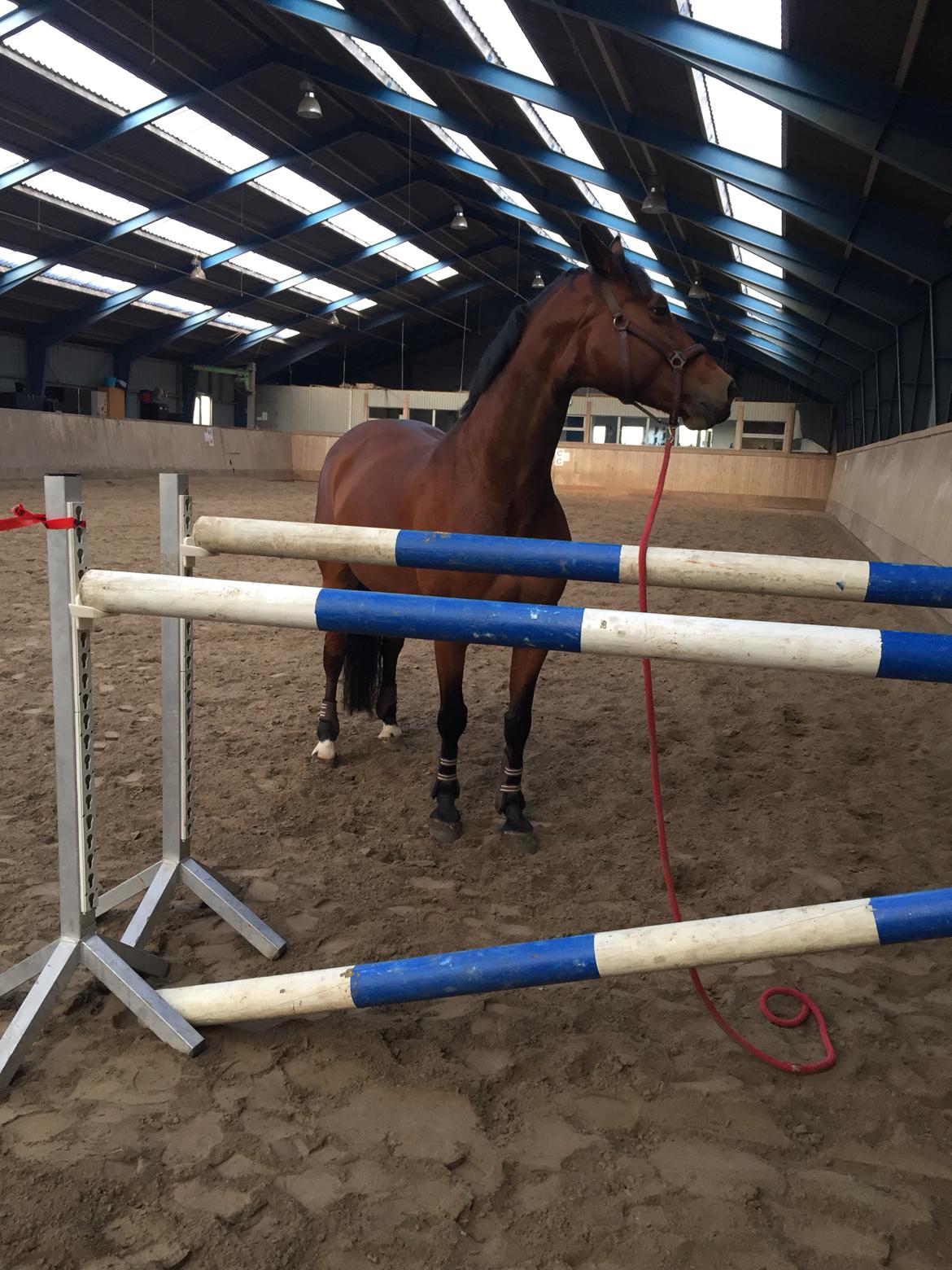 Dansk Varmblod Confine billede 5