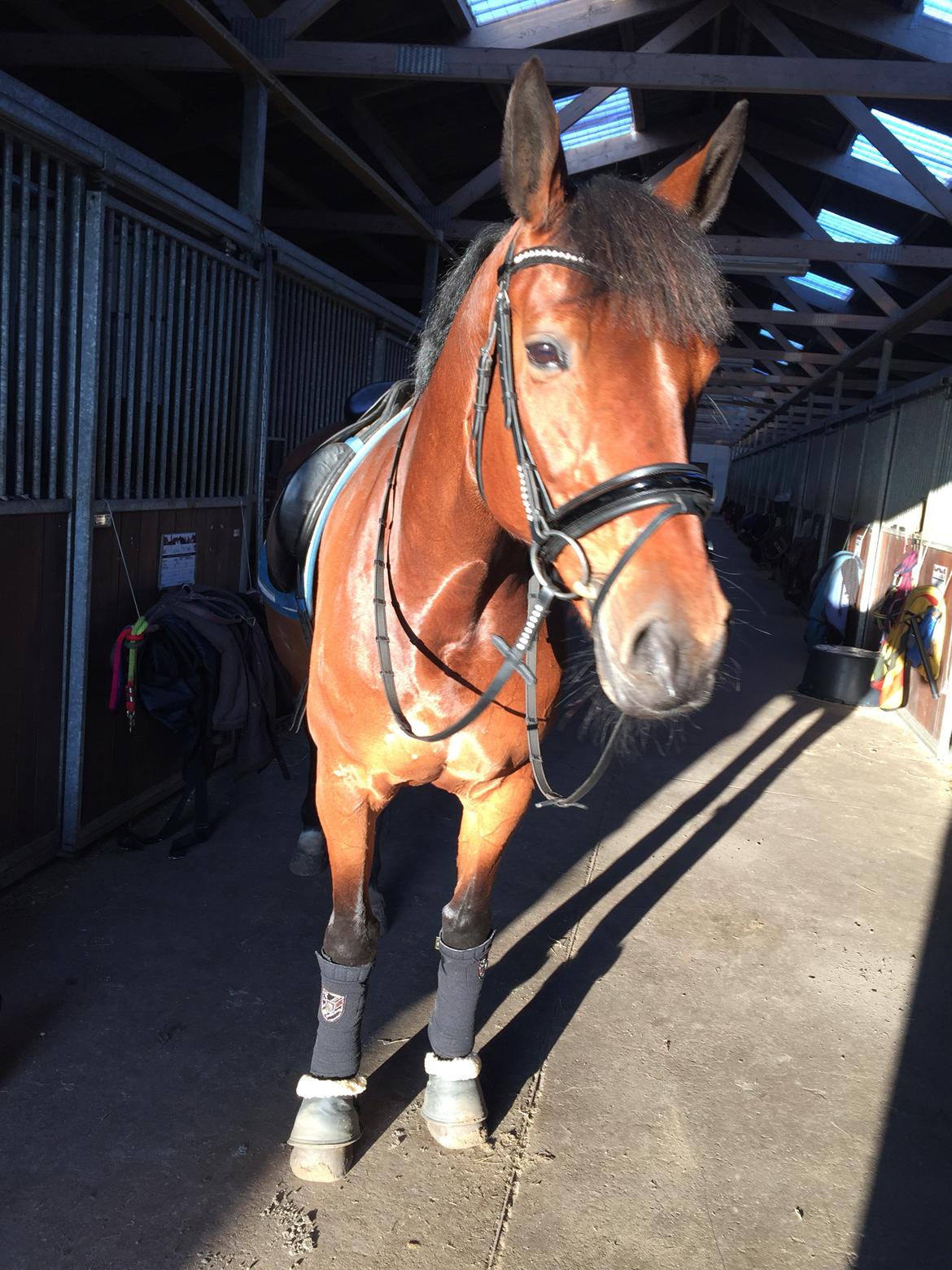 Dansk Varmblod Confine billede 6