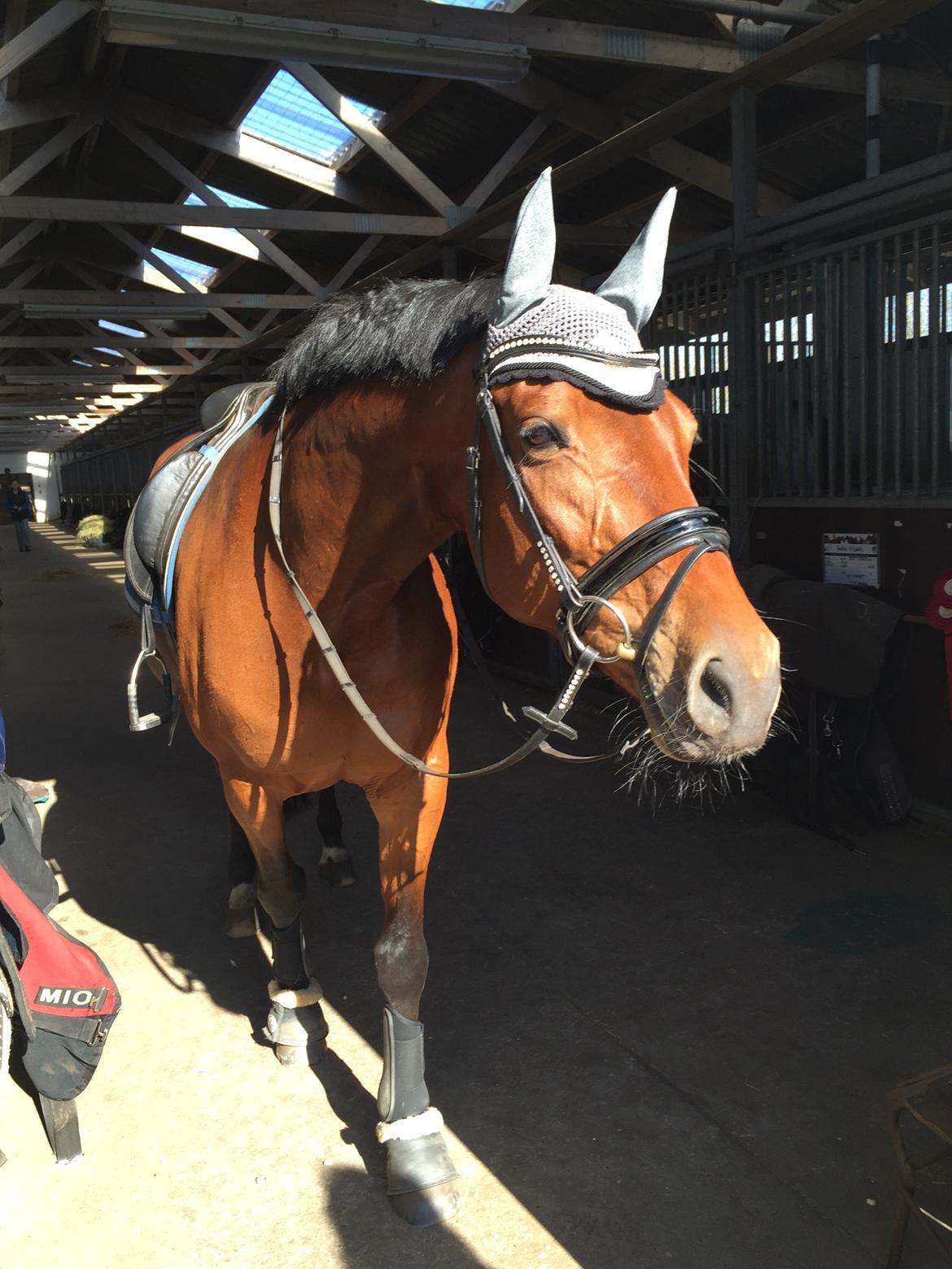 Dansk Varmblod Confine billede 7