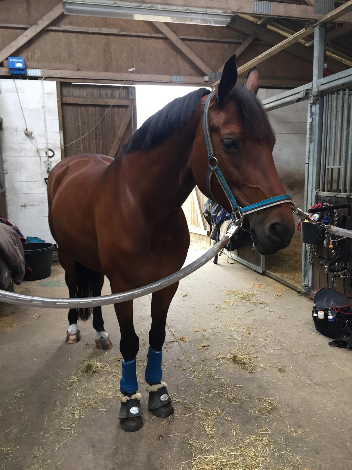 Dansk Varmblod Confine billede 9