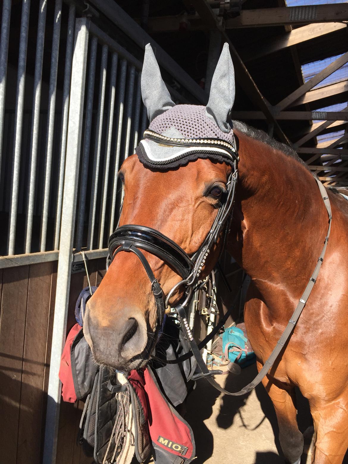 Dansk Varmblod Confine billede 8