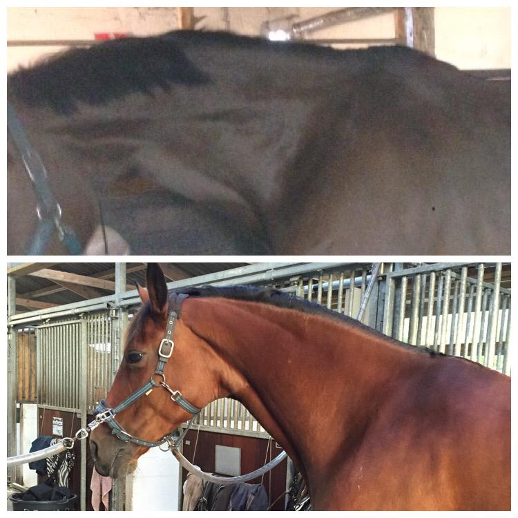 Dansk Varmblod Confine billede 11