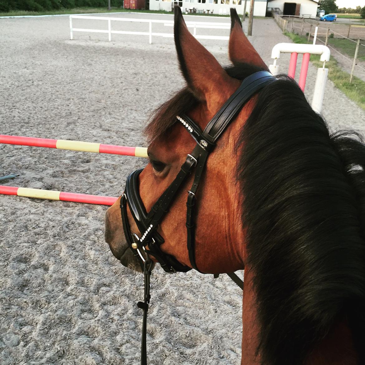 Dansk Varmblod Confine billede 10