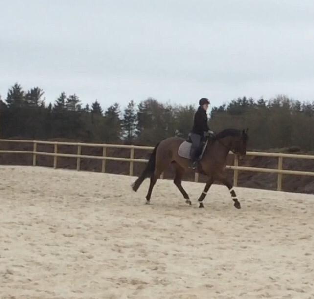 Dansk Varmblod Confine billede 14