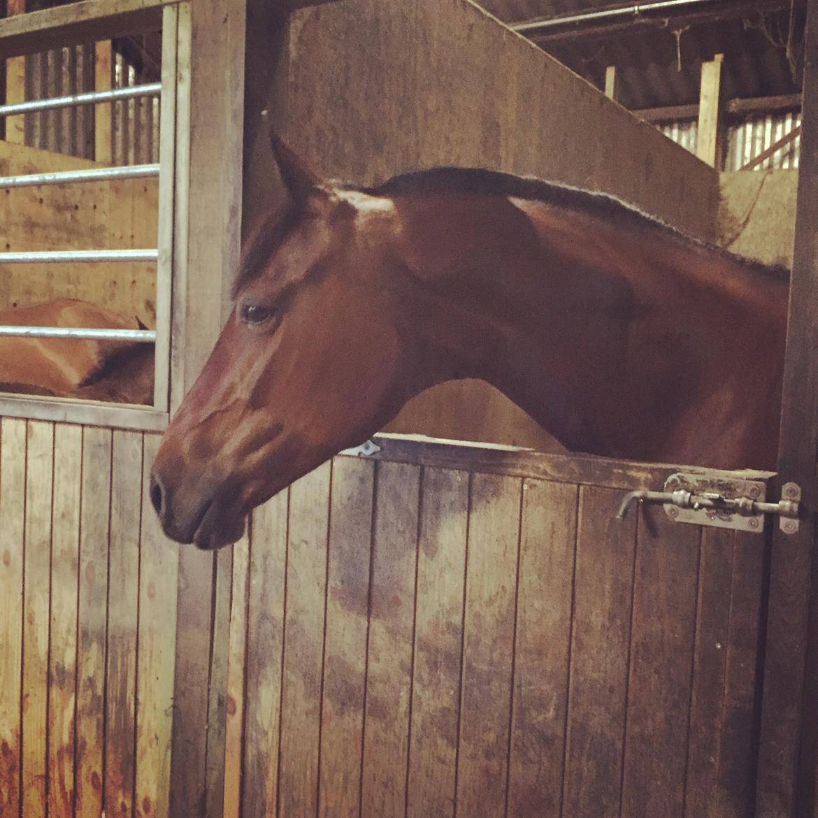 Dansk Varmblod Confine billede 15