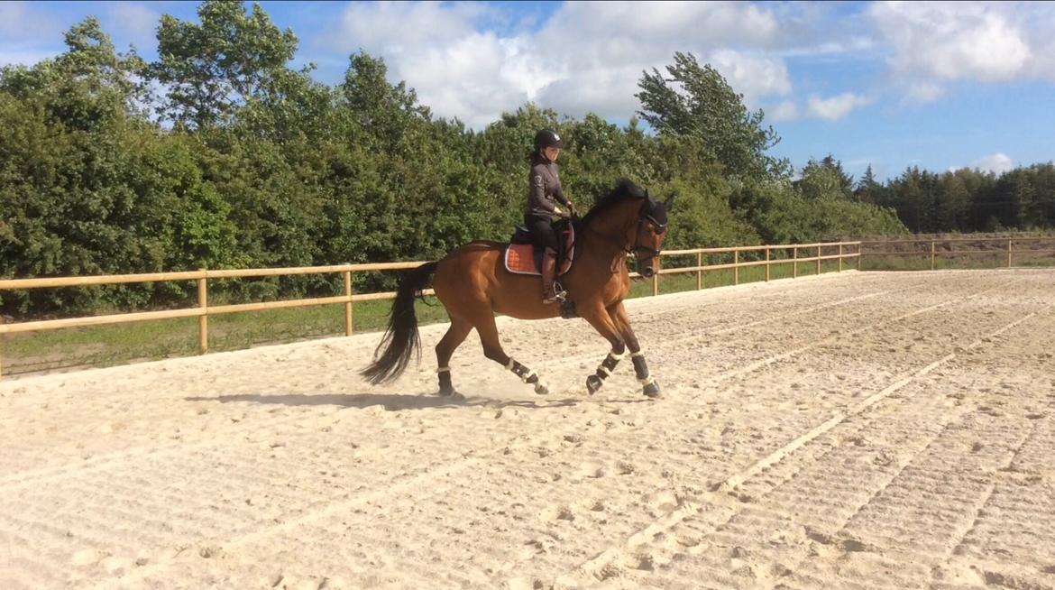 Dansk Varmblod Confine billede 16