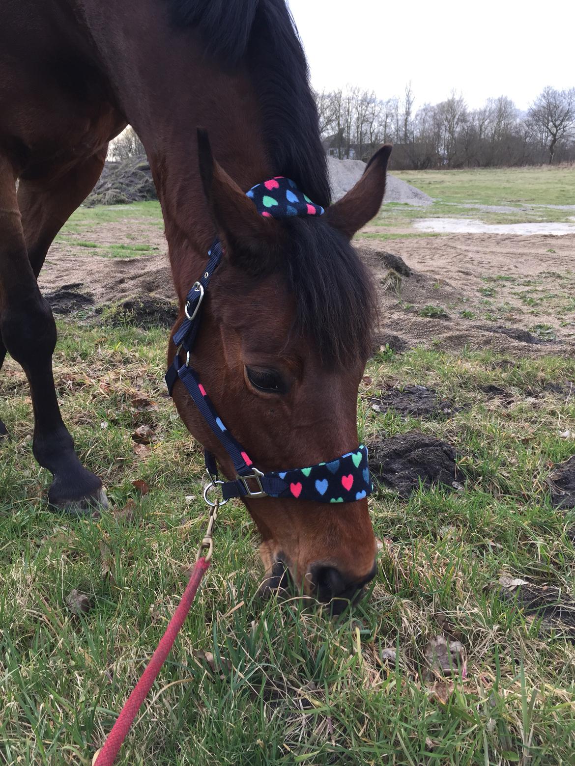 Dansk Varmblod Confine billede 13