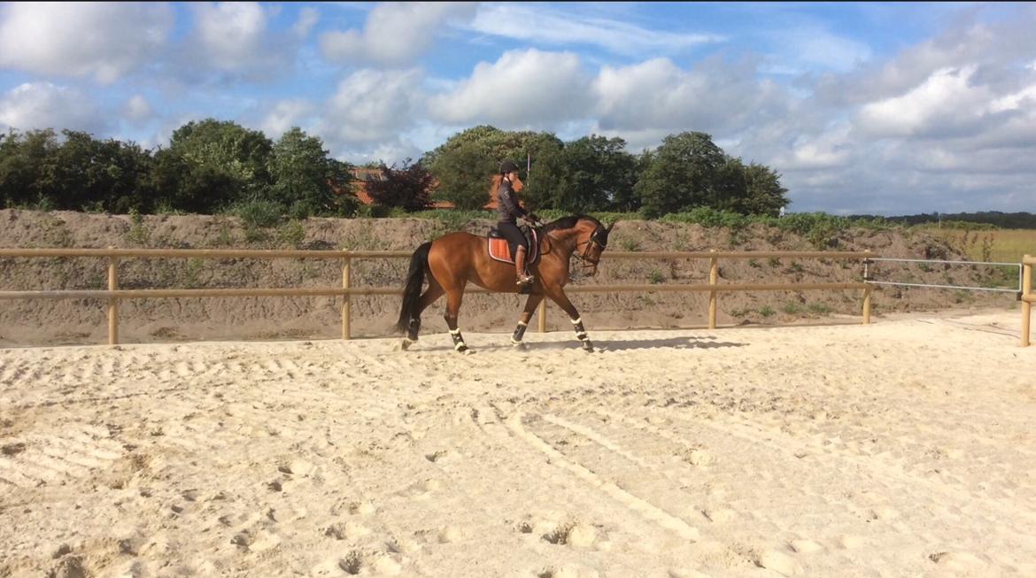 Dansk Varmblod Confine billede 17