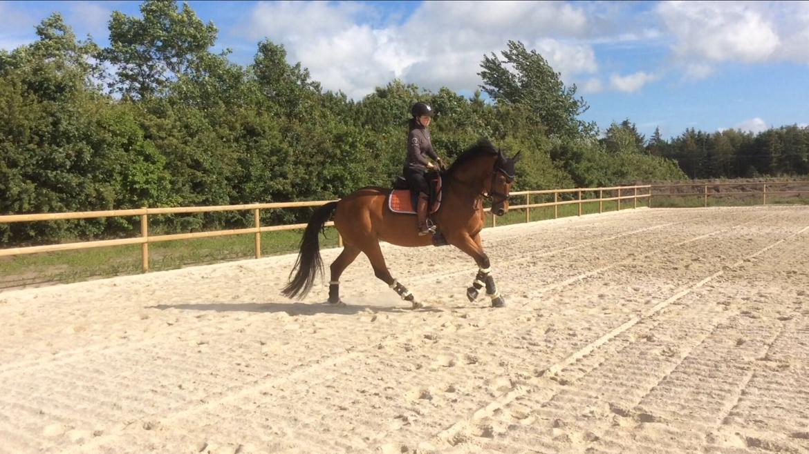 Dansk Varmblod Confine billede 18