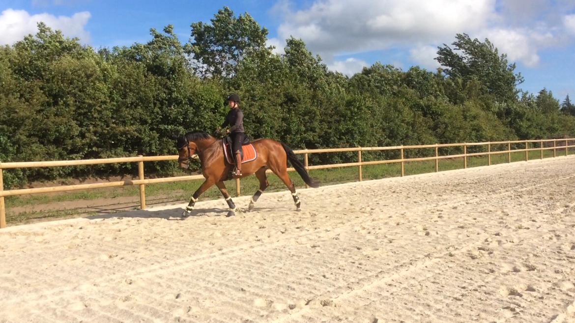 Dansk Varmblod Confine billede 19