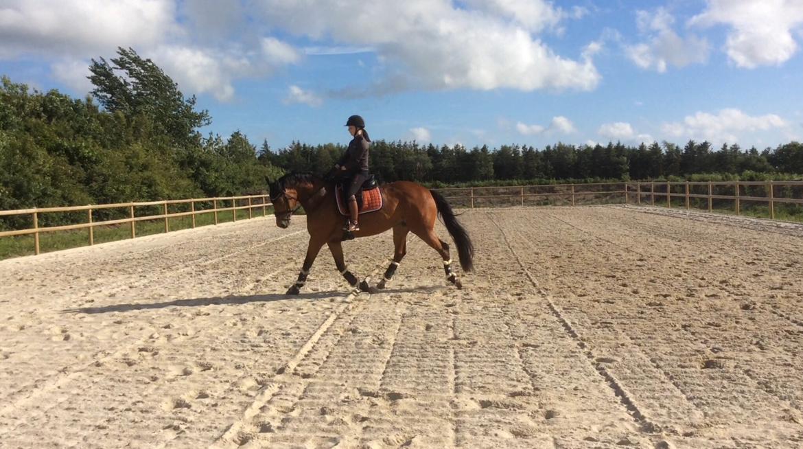 Dansk Varmblod Confine billede 20