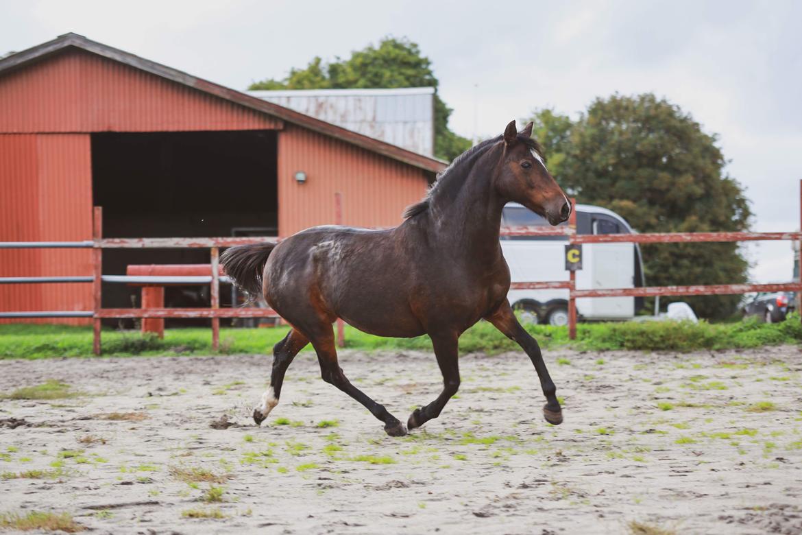 Knabstrupper Jamaicas drøm billede 10