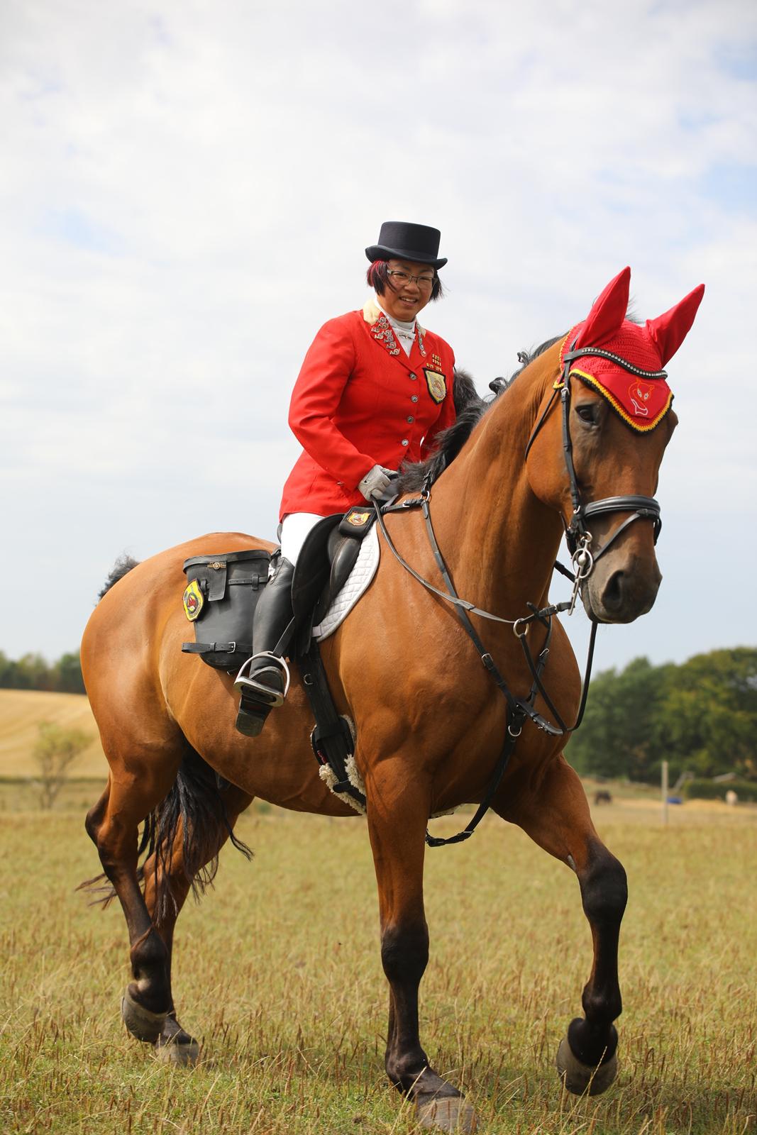 Dansk Varmblod Cheval billede 3
