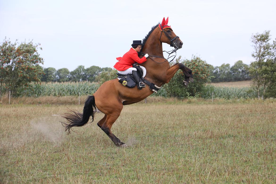 Dansk Varmblod Cheval billede 5