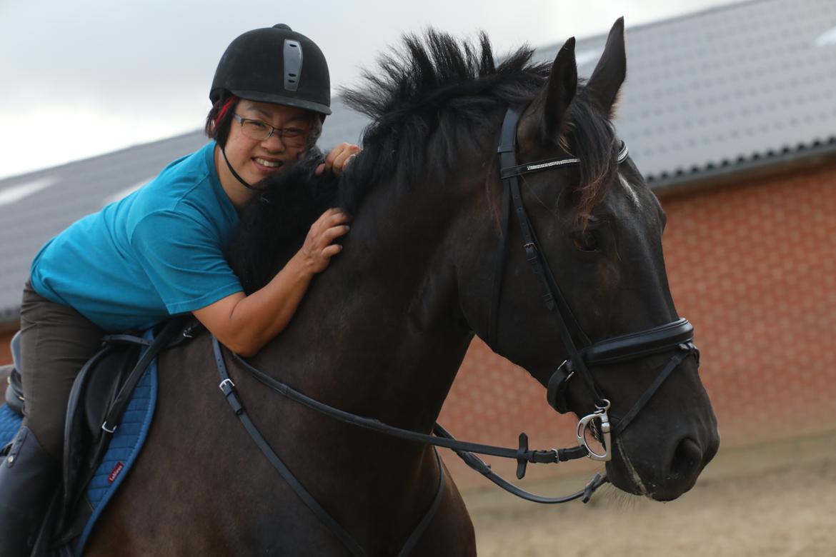 Dansk Varmblod Cheval billede 14