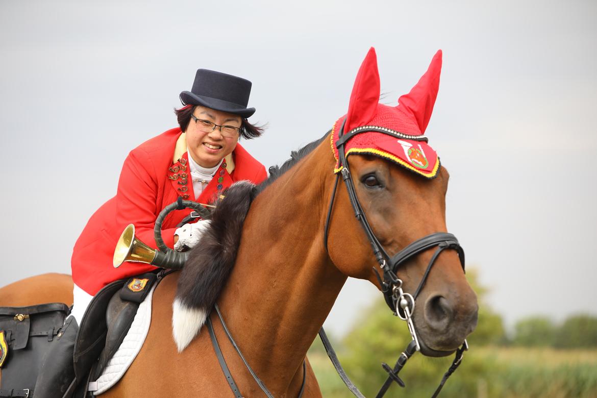 Dansk Varmblod Cheval billede 2