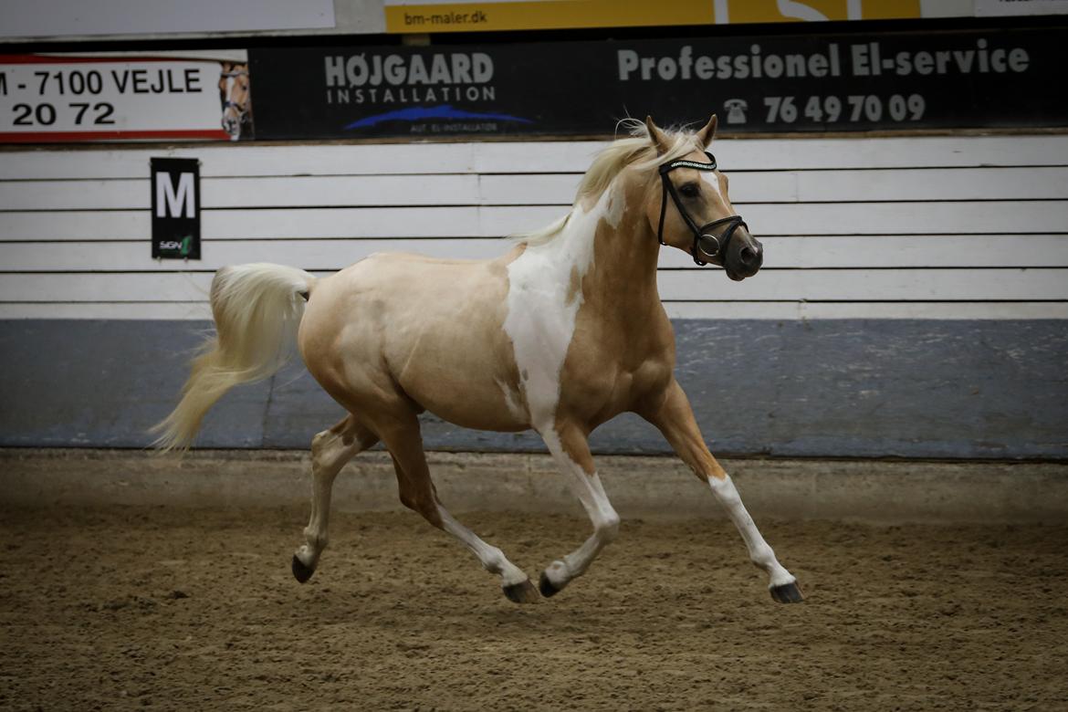 Pinto Araber Painted dreamcatcher billede 18