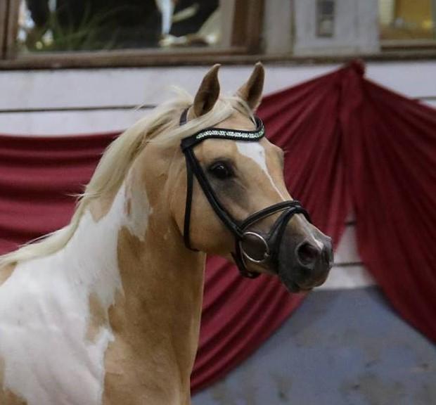 Pinto Araber Painted dreamcatcher billede 21