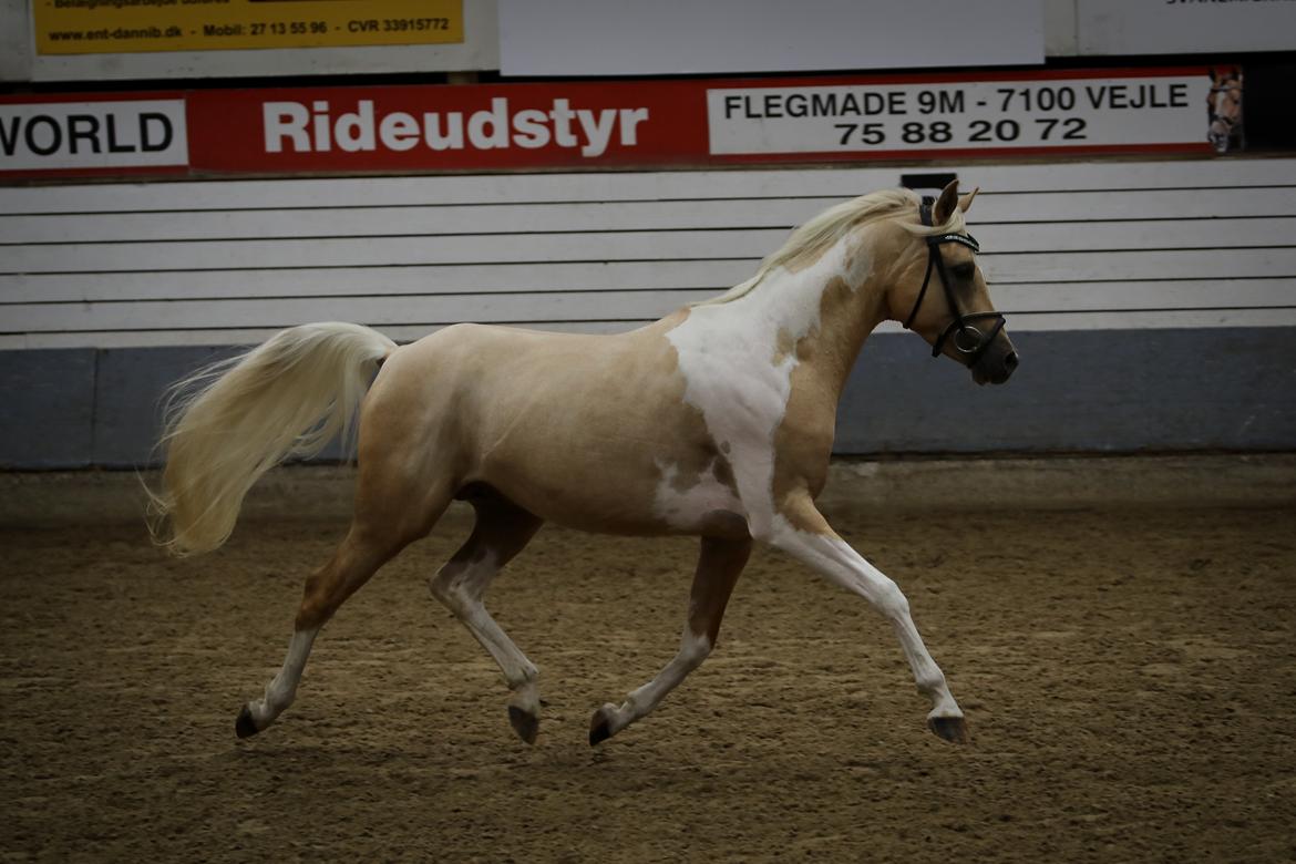 Pinto Araber Painted dreamcatcher billede 19
