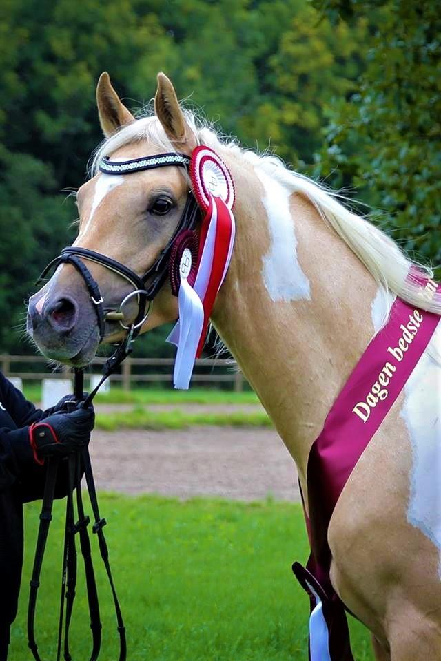 Pinto Araber Painted dreamcatcher billede 6