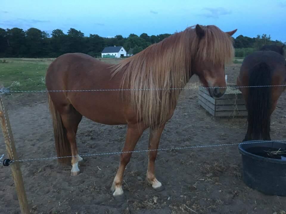 Islænder Litla Saga fra Østervang billede 22
