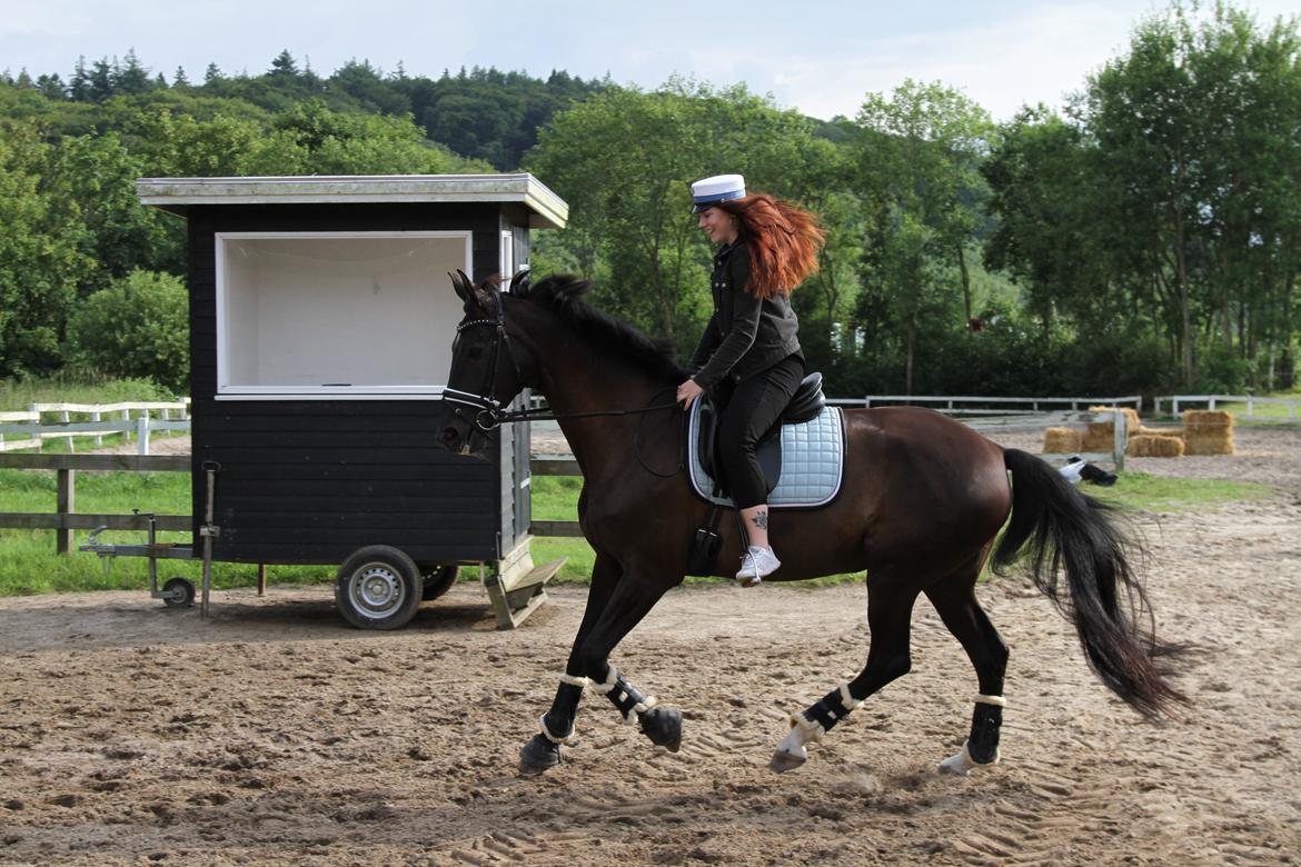 Dansk Varmblod Danheat's Miss Daisy billede 3