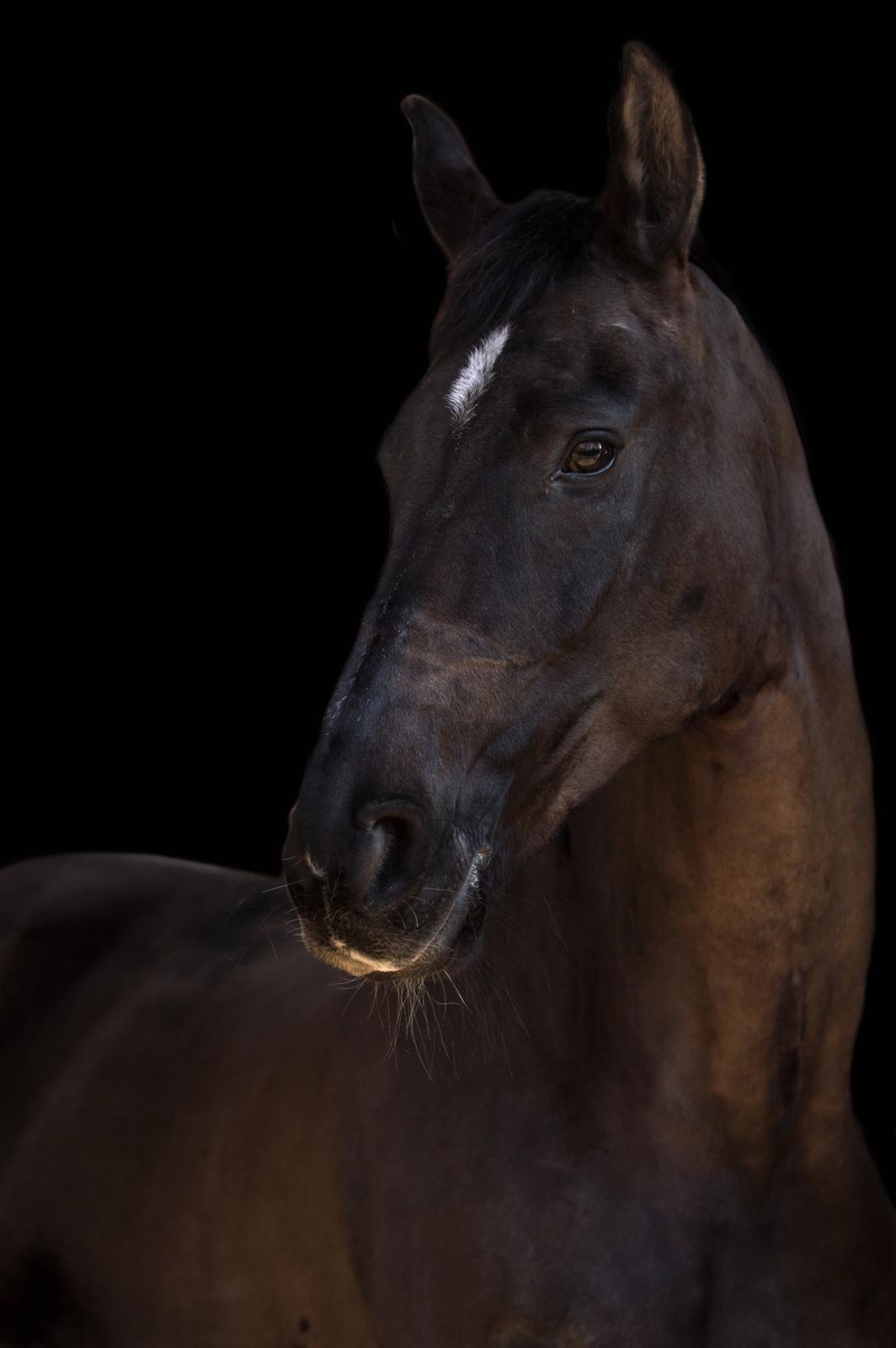 Dansk Varmblod Danheat's Miss Daisy billede 4