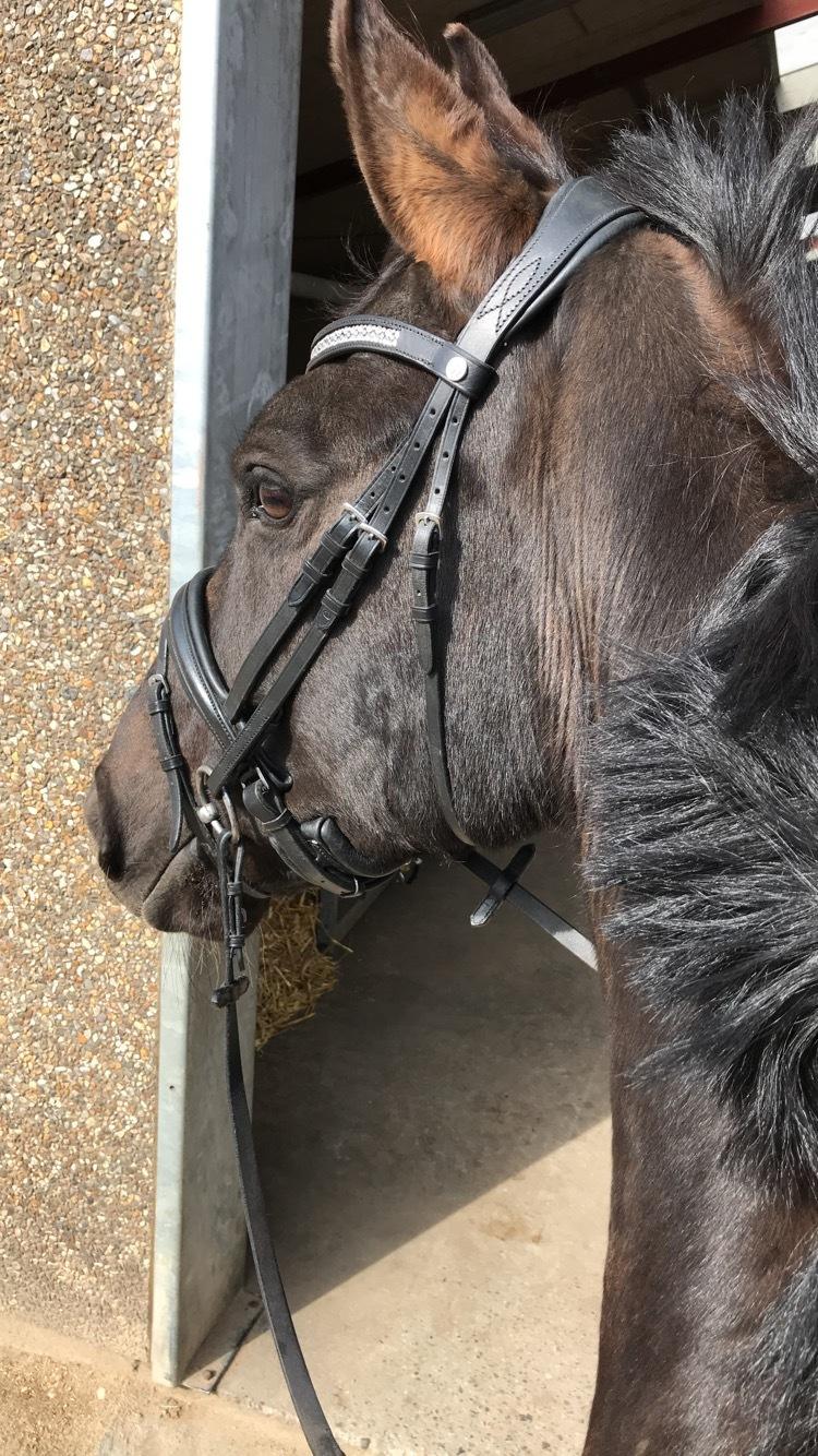 Dansk Varmblod Danheat's Miss Daisy billede 6