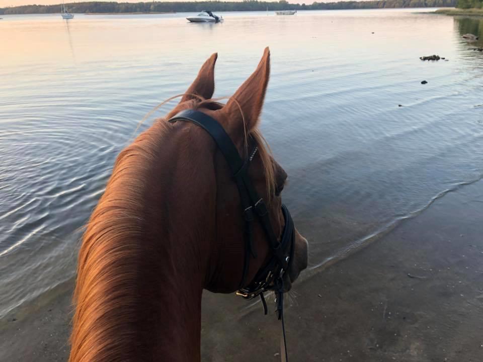 Anden særlig race Magnolias Jessica billede 8
