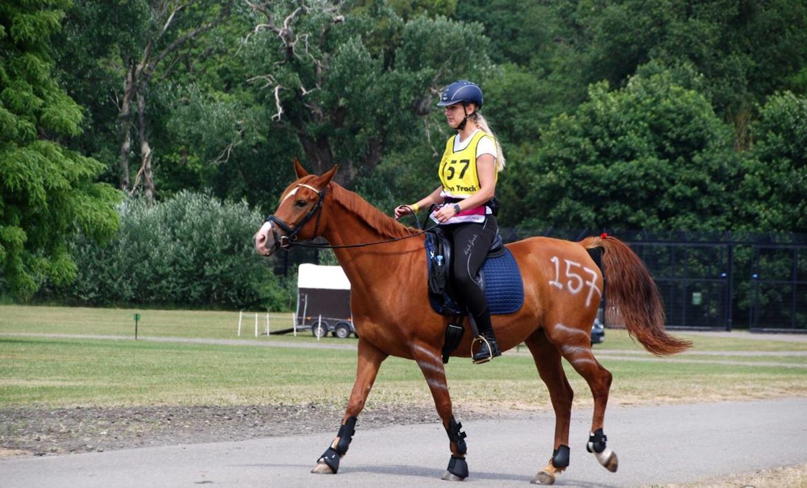 Anden særlig race Magnolias Jessica billede 14