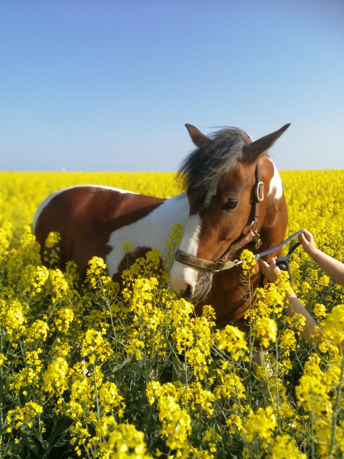 Anden særlig race Anna bell - Min guldklump <3 billede 1