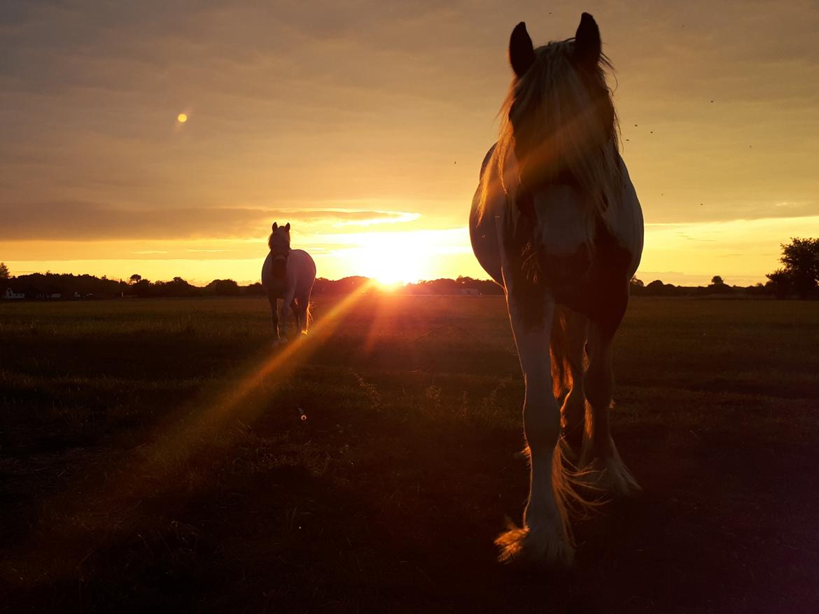 Drumhorse Alanas Dunja et Drumhorse Giant - Solnedgang August 2018 billede 20