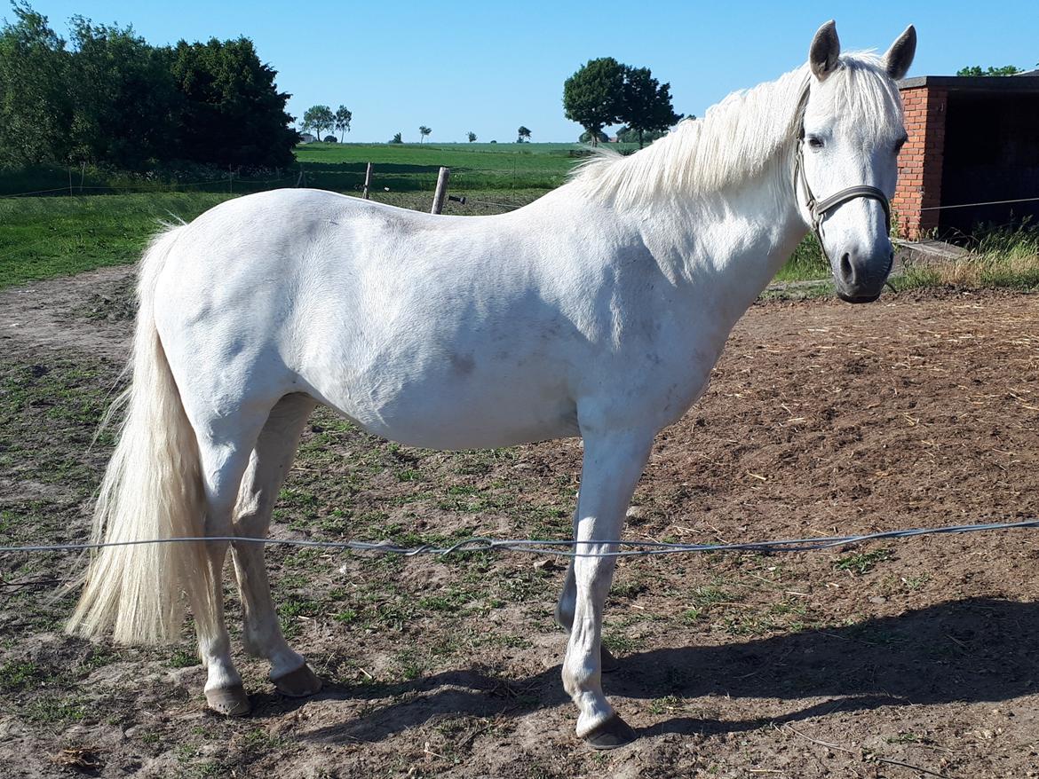 Svensk Sportspony  Miss Pringles billede 1