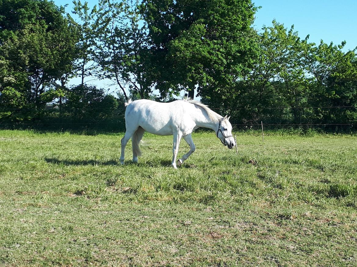 Svensk Sportspony  Miss Pringles billede 4
