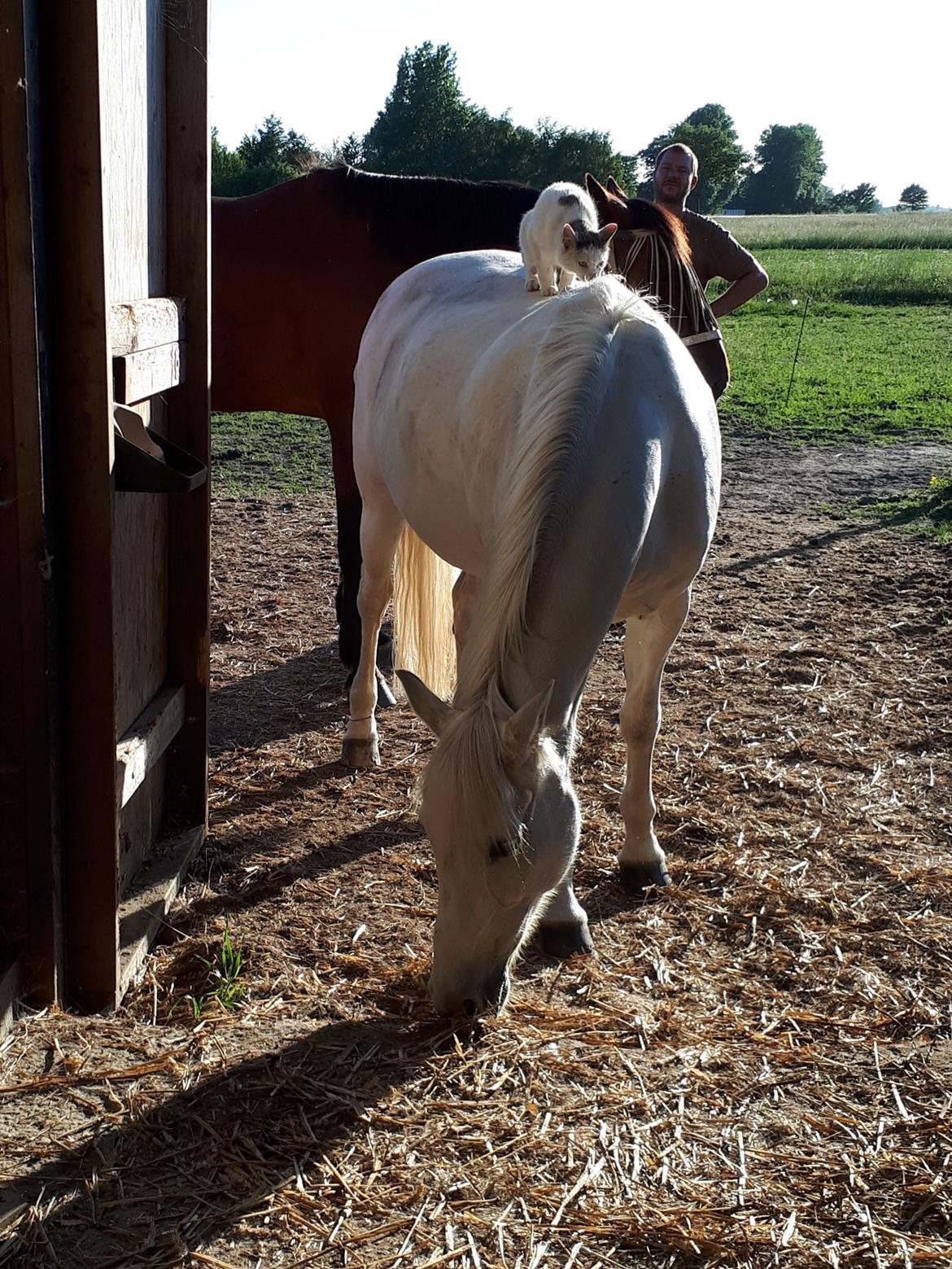 Svensk Sportspony  Miss Pringles billede 5