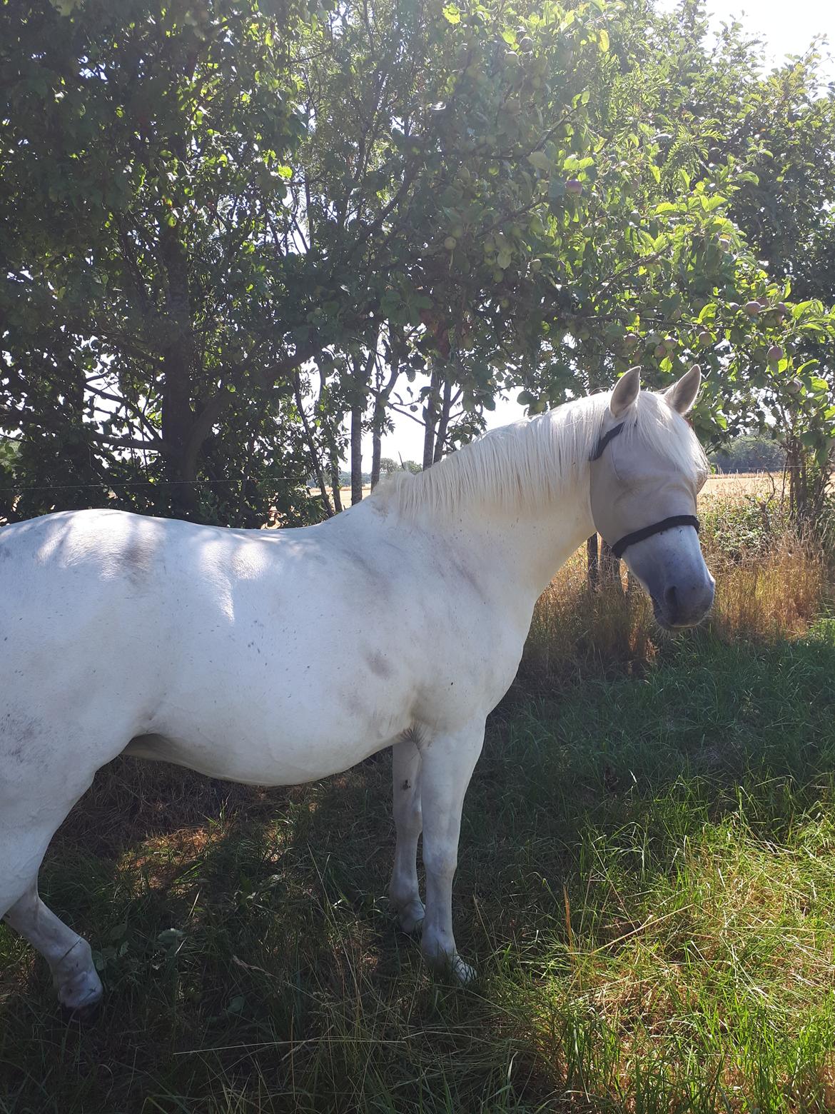 Svensk Sportspony  Miss Pringles billede 13
