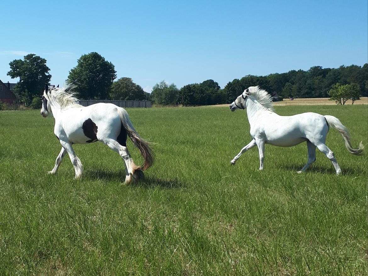 Svensk Sportspony  Miss Pringles billede 14