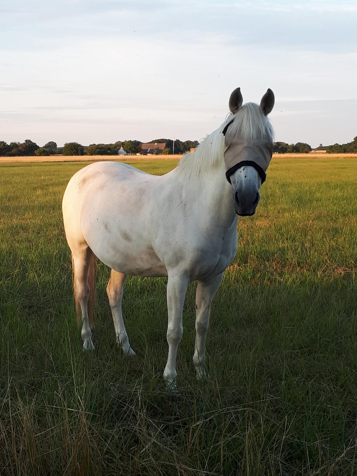 Svensk Sportspony  Miss Pringles billede 17