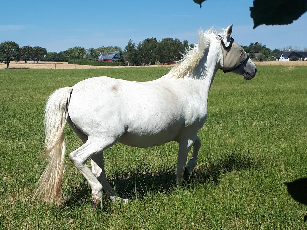 Svensk Sportspony  Miss Pringles billede 15
